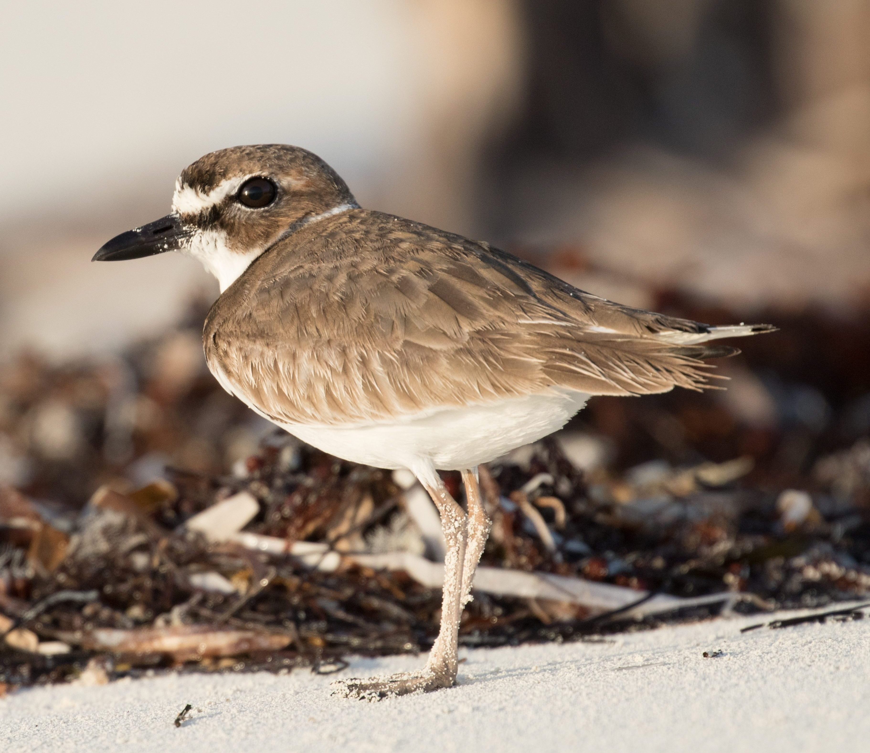 Wilson's Plover
