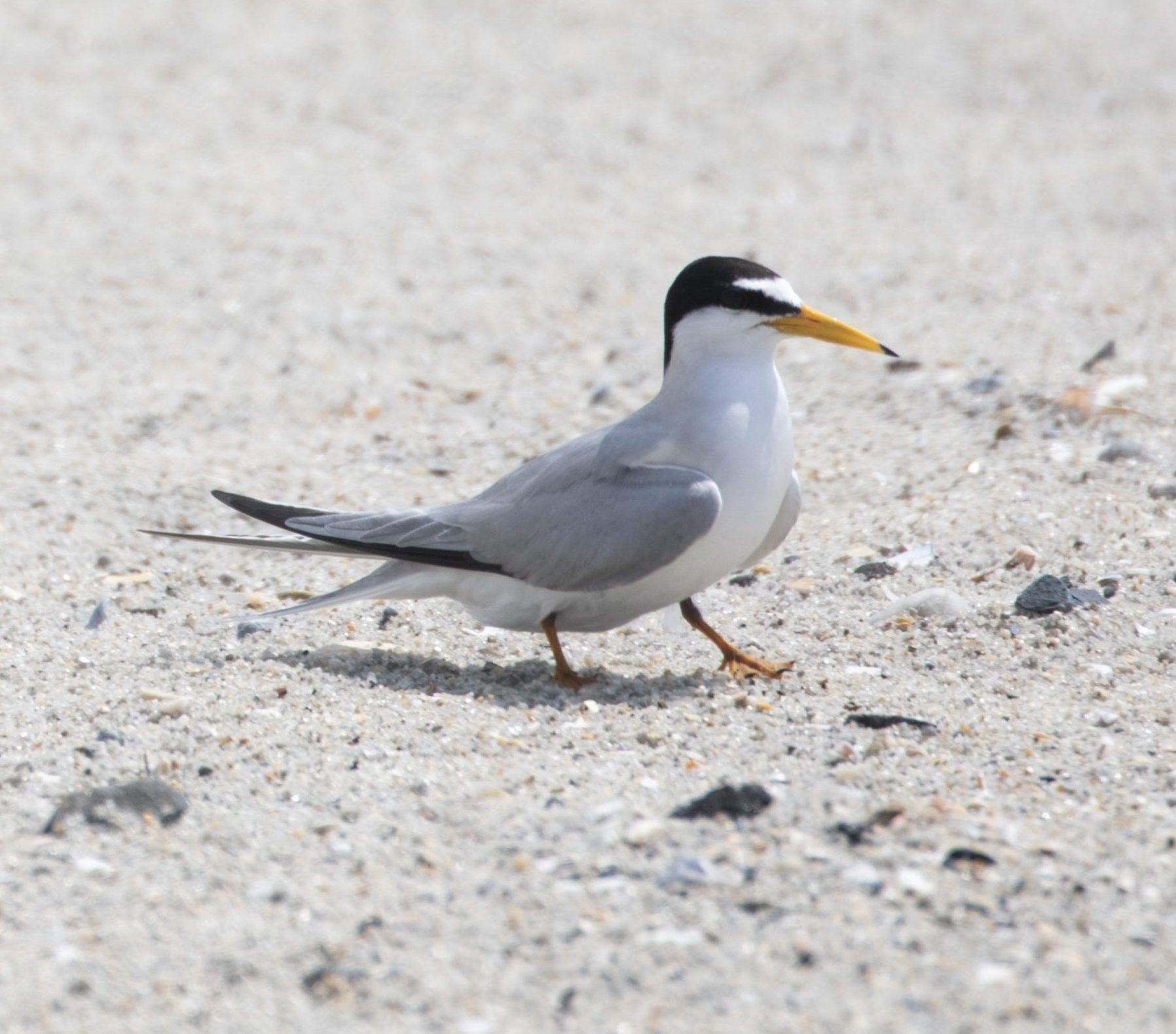 Least Tern