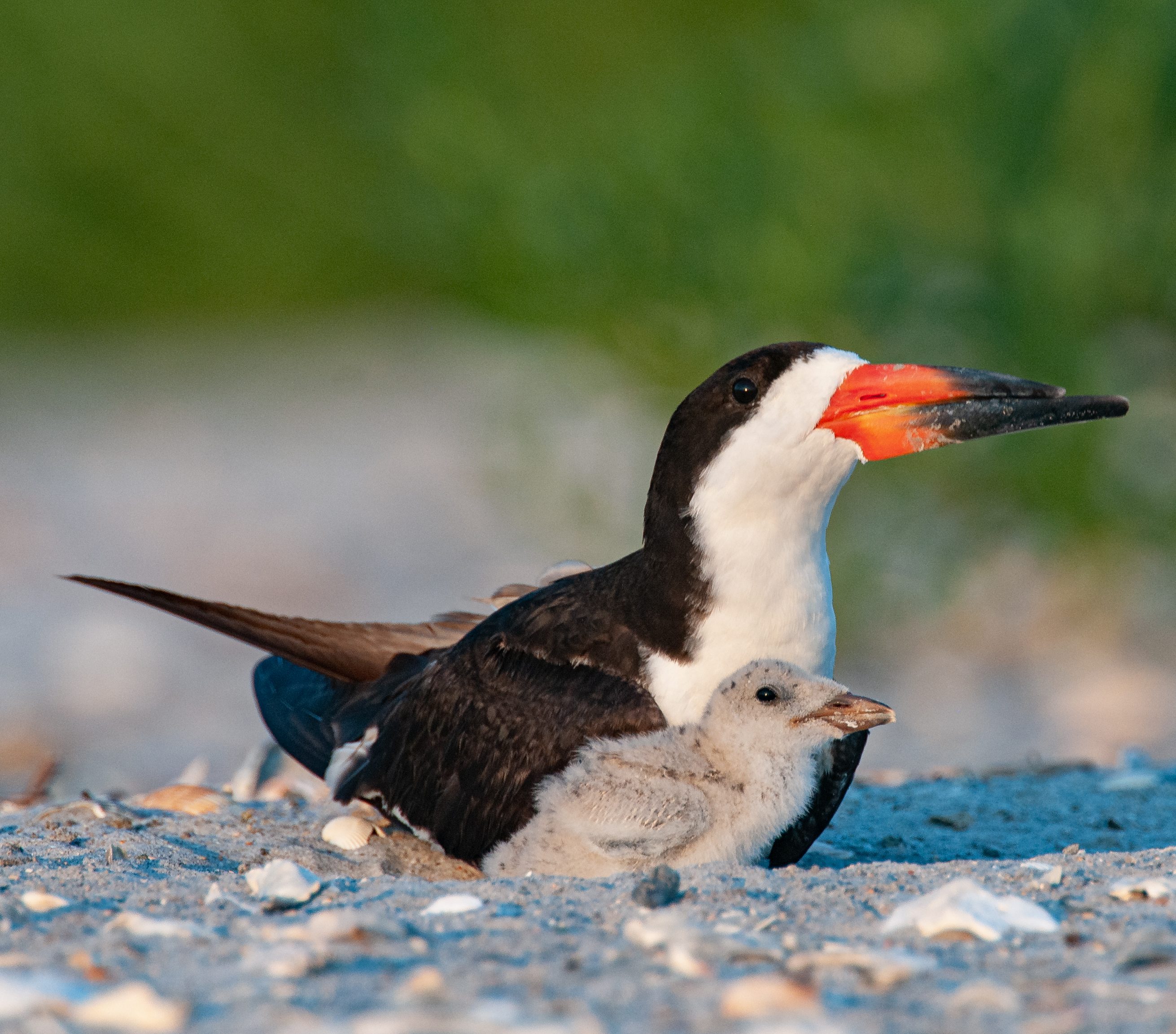Black Skimmer