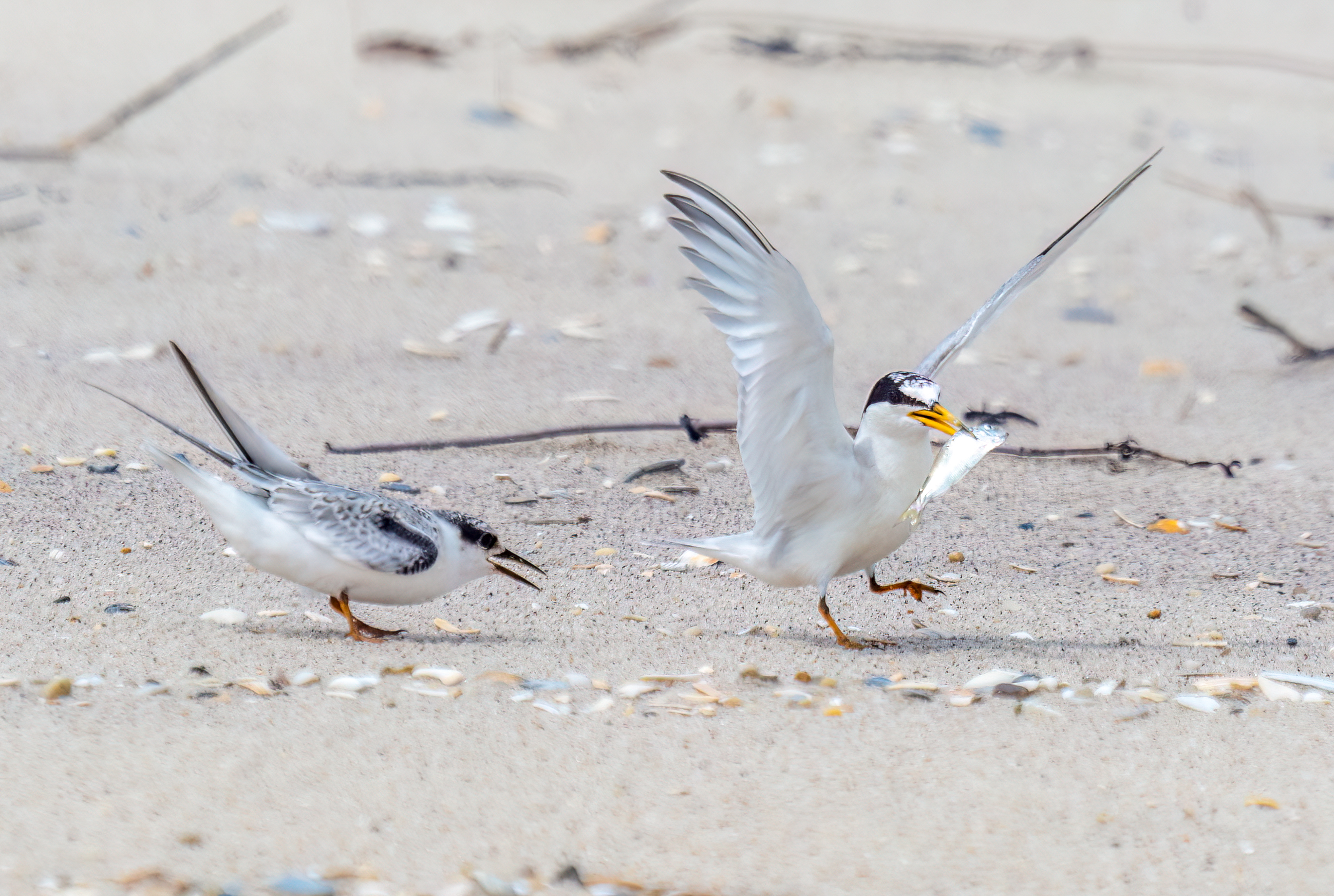 The Formation of the Western Gulf Coastal Stewardship Task Force, Shaping the Future of Stewardship on the Gulf Coast